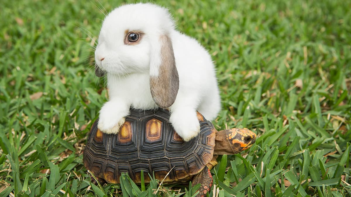 Yavaş Siteler Neden Müşteri Kaybeder? Hızın SEO Etkisi